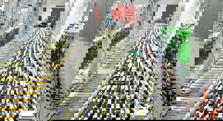 Production Line Green Apples